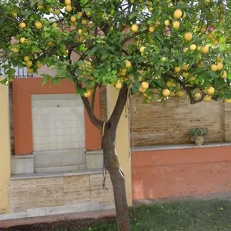 Lemon Garden Sevilla Siviglia