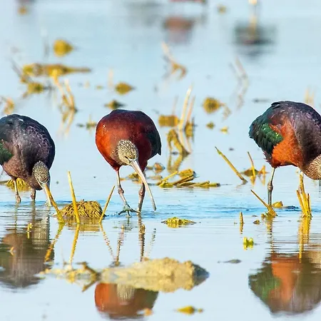 Casa De Pájaros Apartamento Sevilla