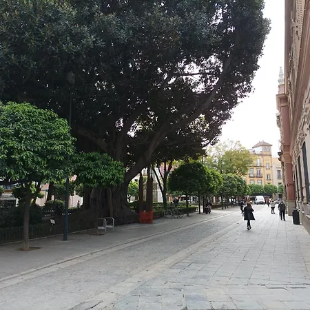 Azahar Alfonso Xii *