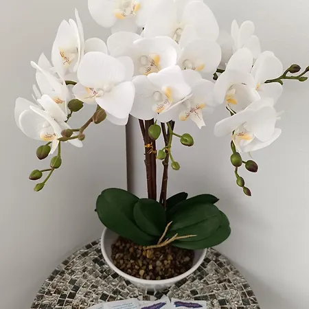 Casa Blanca Quarto em Acomodações Particulares *