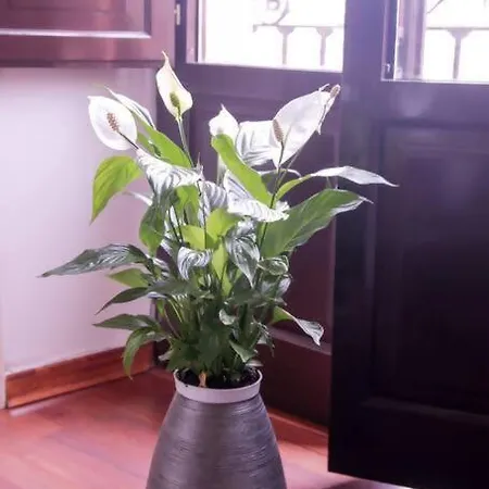 Appartement Hosfty Centro Mirador San Marcos 1