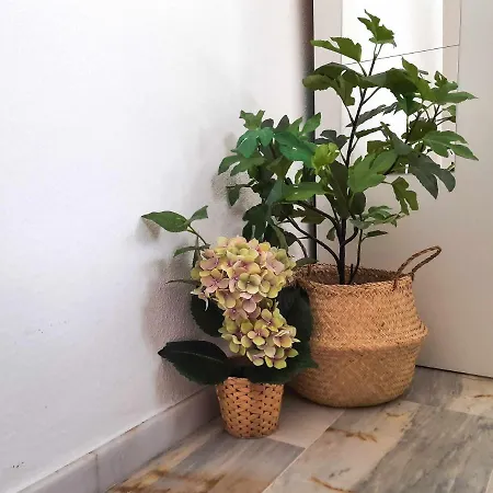 Lovely Center - Sunny Balcony Alfalfa *