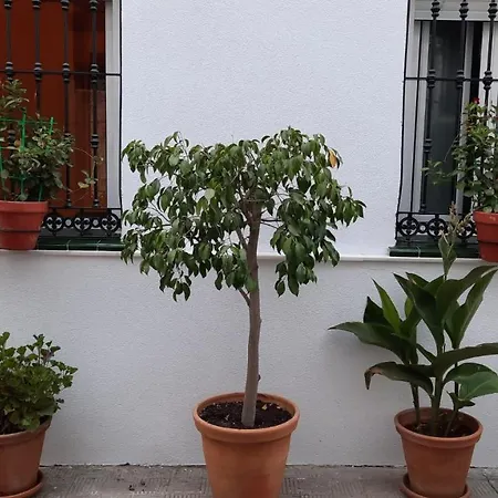 Carmona&house Apartamento *