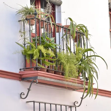 Quiet Typical Patio & Terrace *