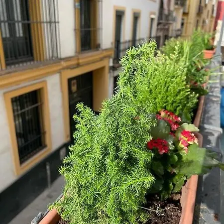 Apartment Apto Junto Catedral Y Maestranza *