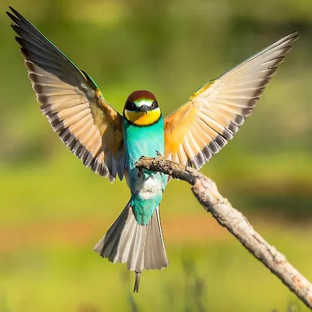 Casa De Pajaros *